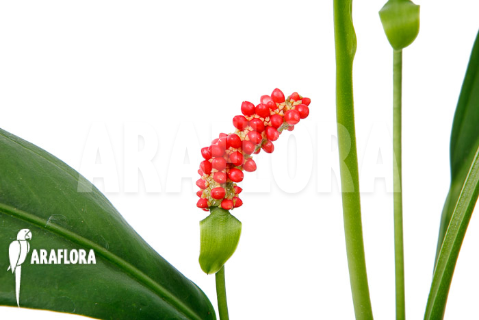 Anthurium bakerii flower