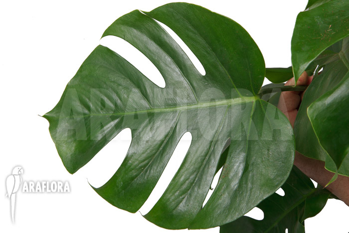 Monstera deliciosa