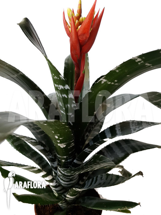 Aechmea chantinii ‚Starter‘
