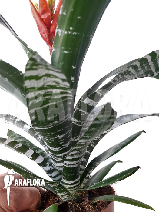 Aechmea chantinii ‚Starter‘