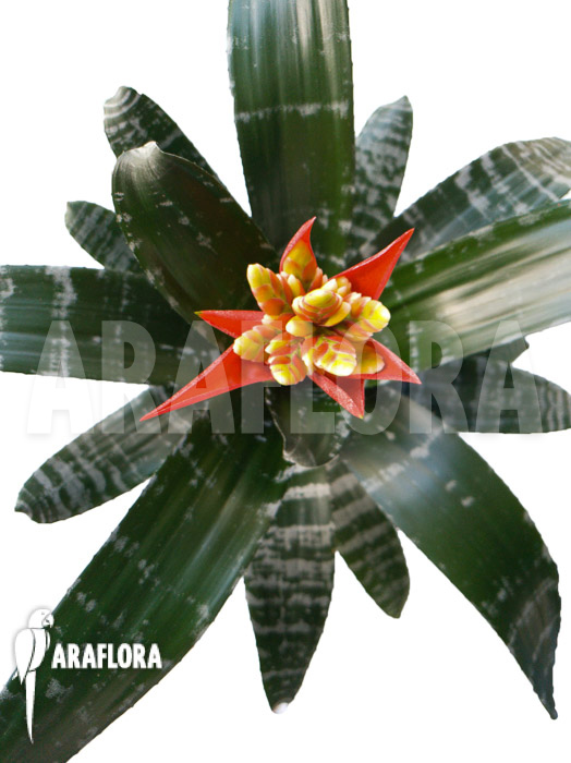 Aechmea chantinii ‚Starter‘