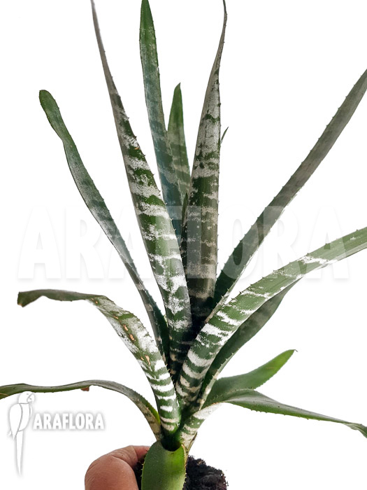 Aechmea chantinii ‚Starter‘