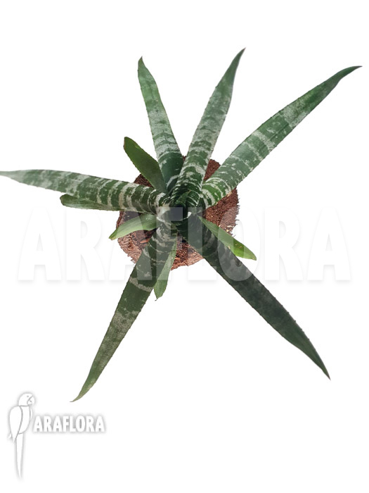 Aechmea chantinii ‚Starter‘