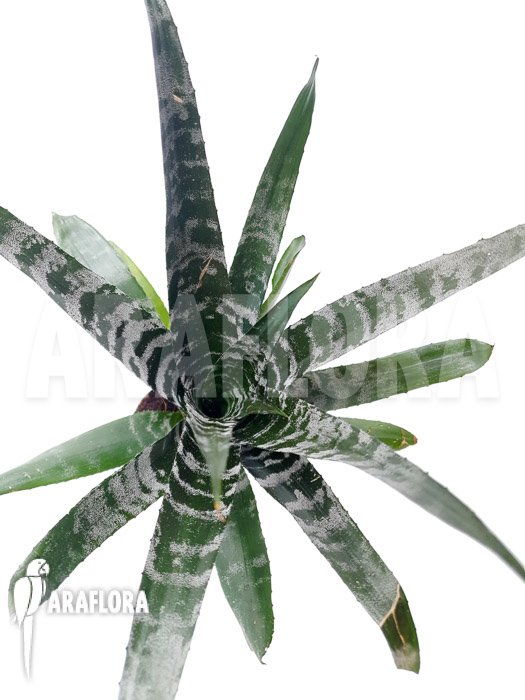 Aechmea chantinii ‚Starter‘