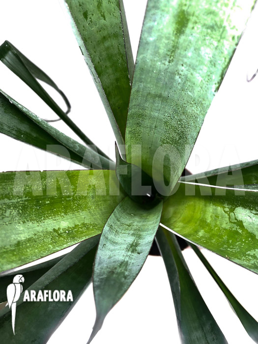 Alcantarea odorata ‚M‘