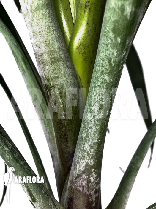 Alcantarea odorata ‚M‘