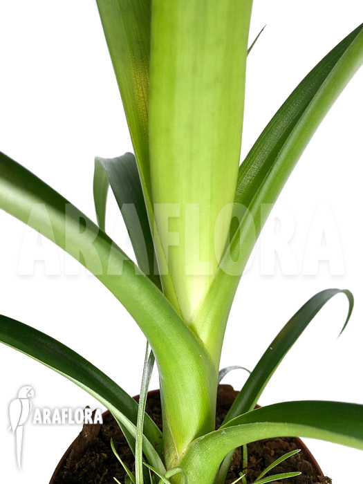 Alcantarea regina ‚M‘