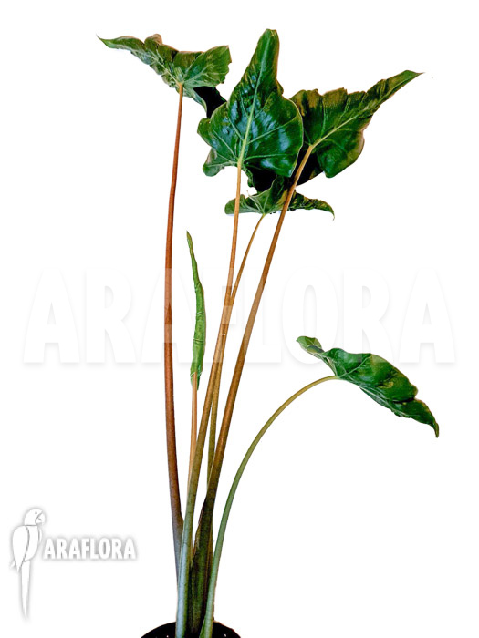 Alocasia ‚Dragon tail‘