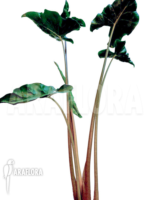 Alocasia ‚Dragon tail‘