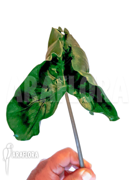 Alocasia ‚Dragon tail‘