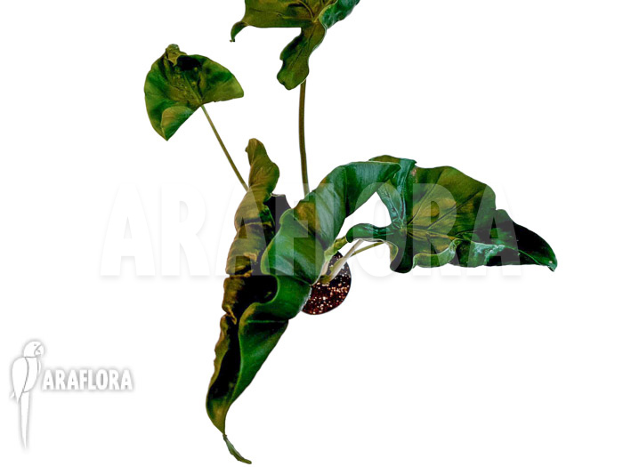 Alocasia ‚Dragon tail‘