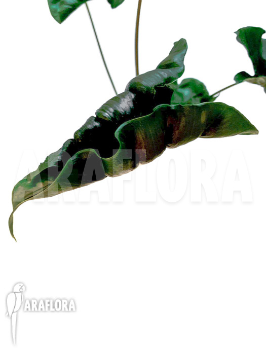 Alocasia ‚Dragon tail‘