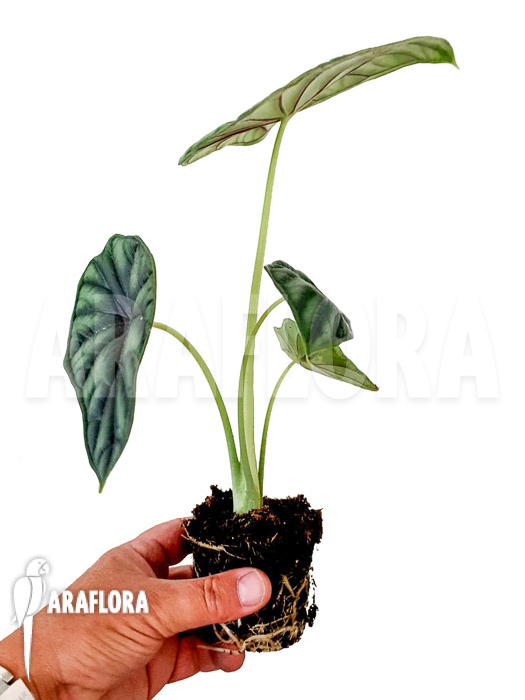 Alocasia baginda ‚M‘