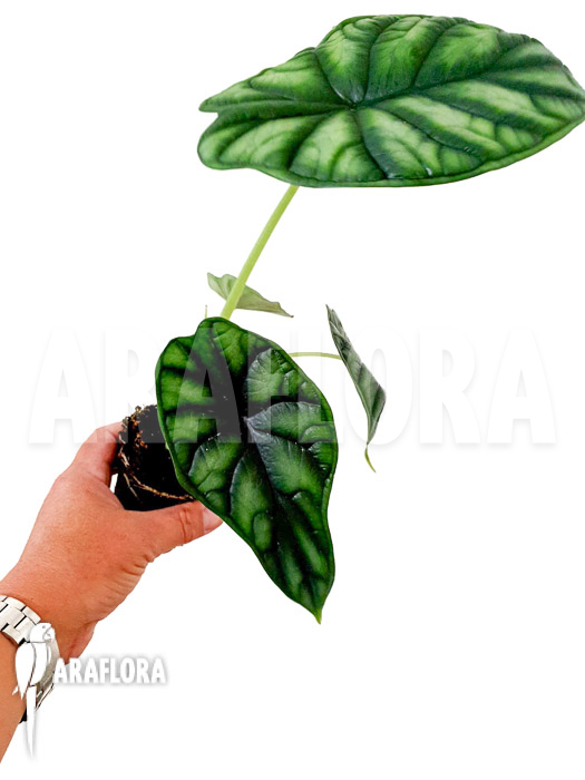 Alocasia baginda ‚M‘