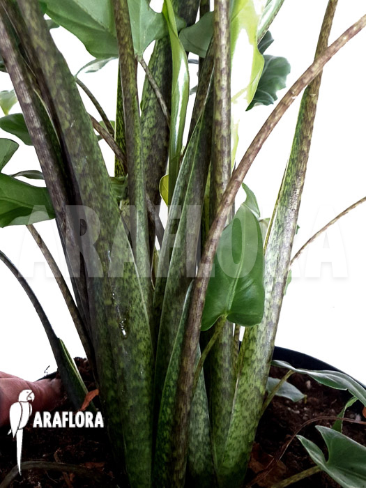 Alocasia lauterbachiana Green Form