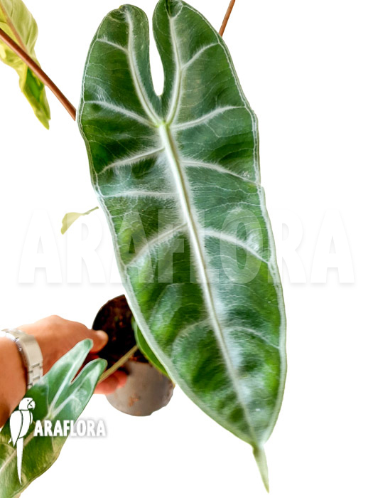 Alocasia longiloba