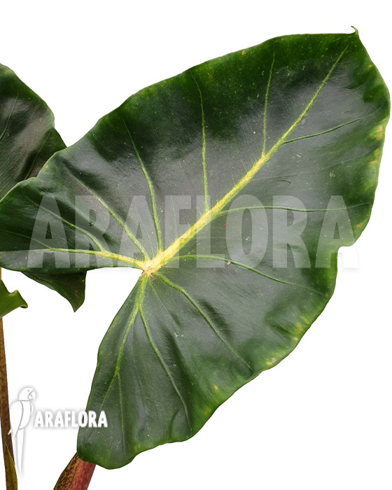 Alocasia macrorrhizos ‚New Guinea Gold‘