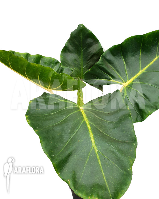 Alocasia macrorrhizos ‚New Guinea Gold‘
