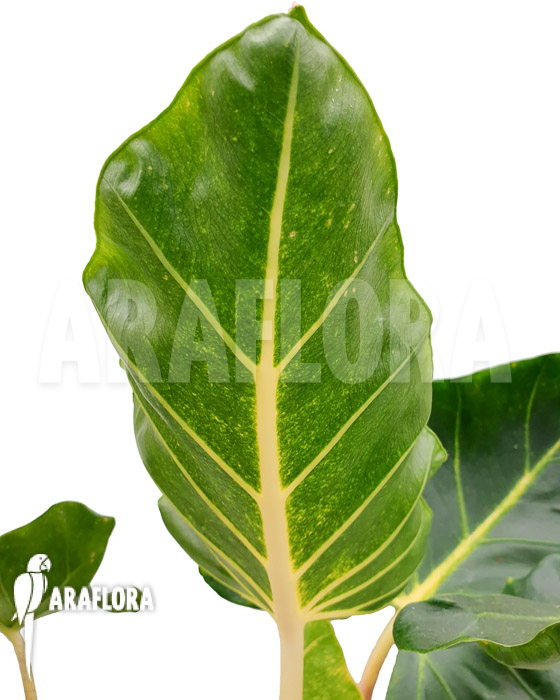 Alocasia macrorrhizos ‚New Guinea Gold‘