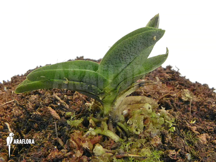 Angraecum aloifolium