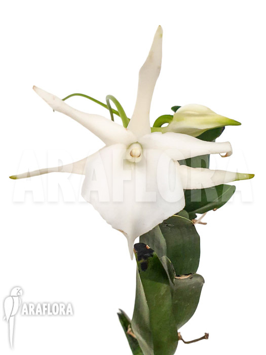 Angraecum sesquipedale