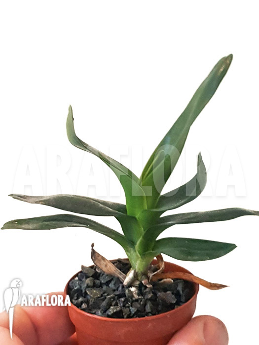 Angraecum sesquipedale ’starter‘