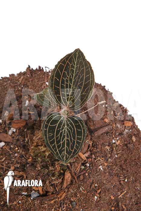 Anoectochilus burmanicus