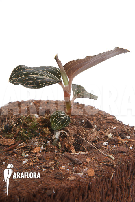 Anoectochilus burmanicus