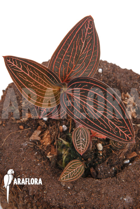 Anoectochilus roxburghii x Ludisia discolor