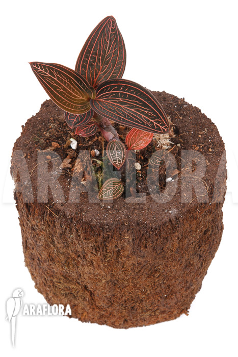 Anoectochilus roxburghii x Ludisia discolor