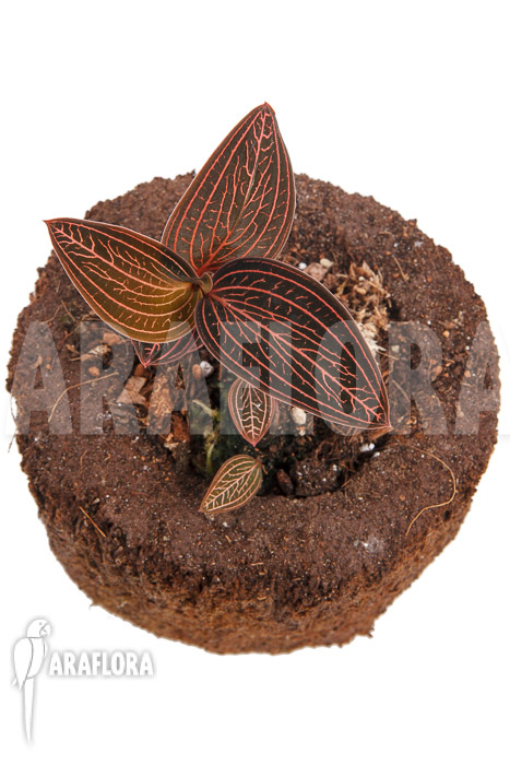 Anoectochilus roxburghii x Ludisia discolor