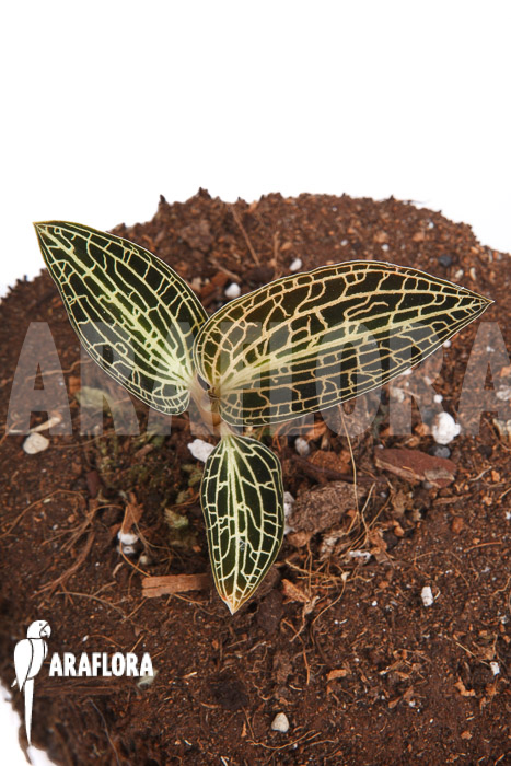 Anoectochilus siamensis x Dossinia marmorata