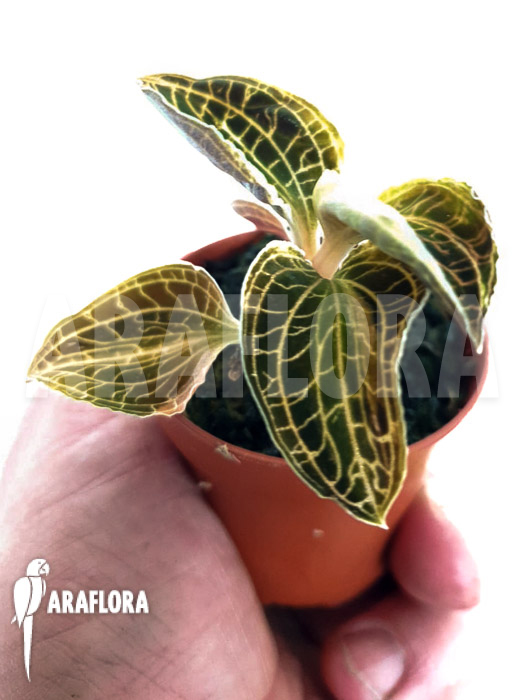 Anoectochilus albolineatus