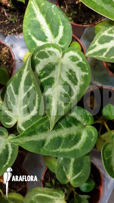 Anthurium crystallinum ’silver blush‘