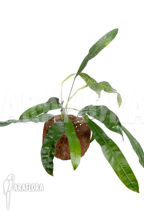 Anthurium species 2A Amazone