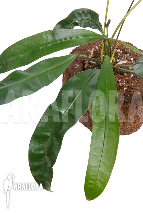 Anthurium species 2A Amazone
