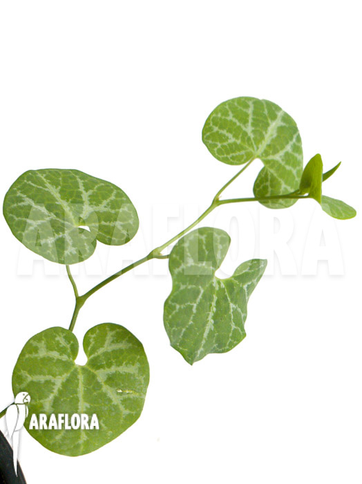 Aristolochia fimbriata