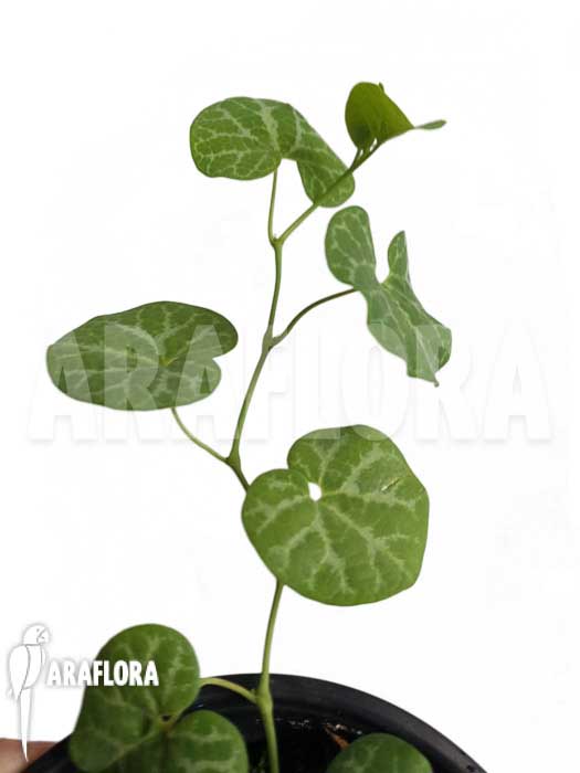 Aristolochia fimbriata