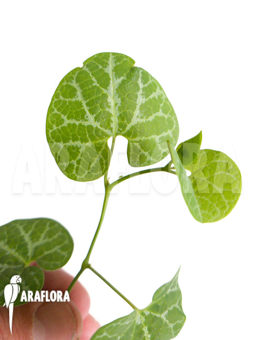 Aristolochia fimbriata