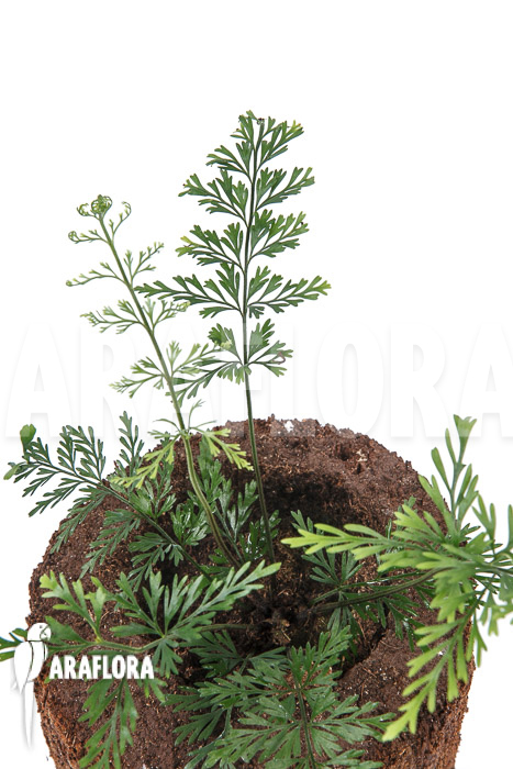 Asplenium bulbiferum