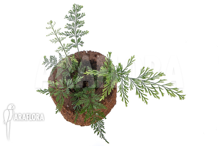 Asplenium bulbiferum