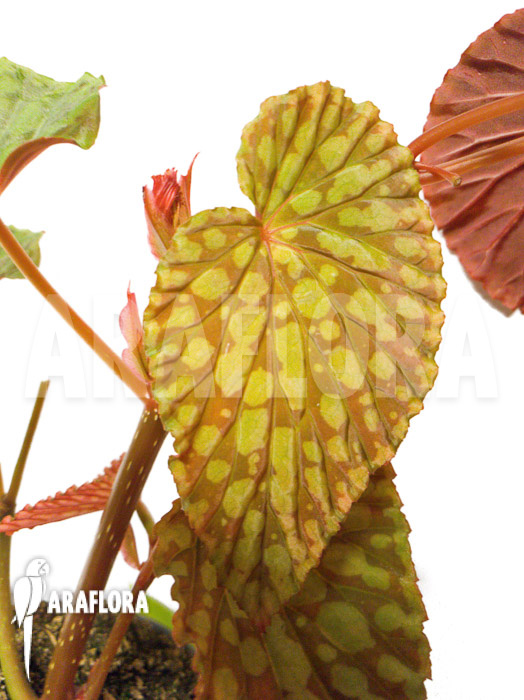 Begonia chlorosticta