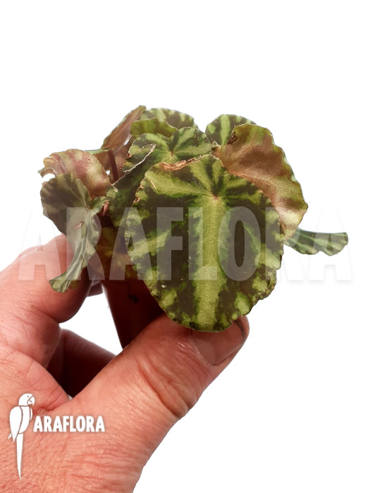 Begonia cleopatrae starter