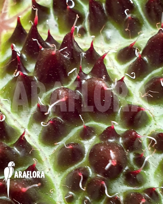 Begonia ferox ‚XL‘