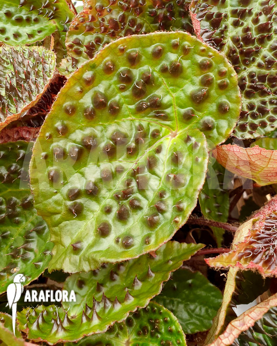 Begonia ferox ‚XL‘