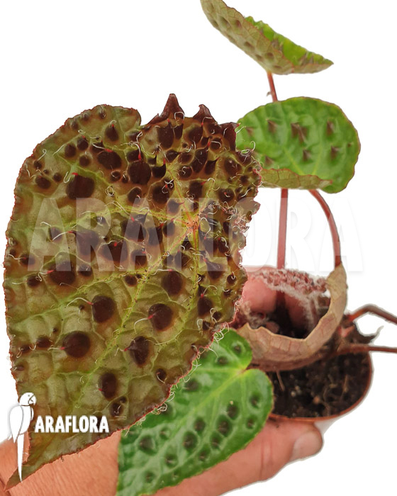 Begonia ferox ’starter‘