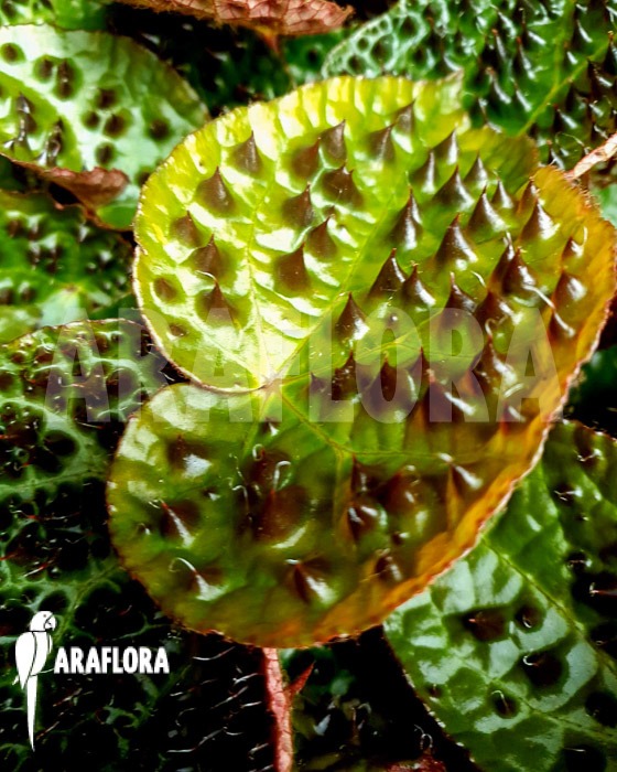 Begonia ferox ’starter‘