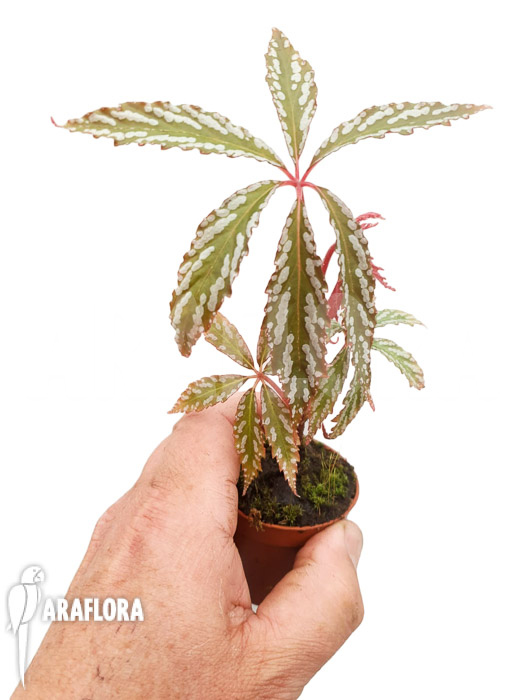 Begonia hemsleyana ‚M‘