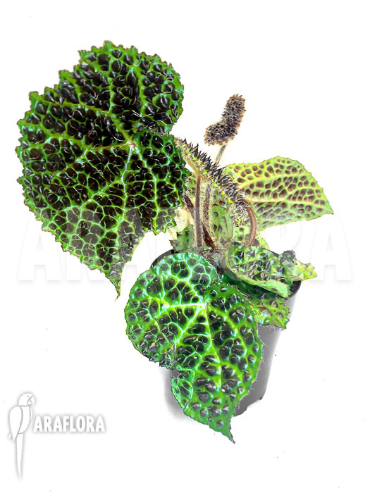 Begonia melanobullata