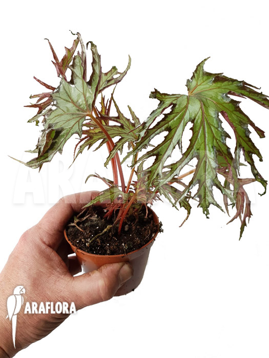 Begonia sp ‚India U614‘